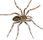 JaaL Karta Dharta - HH da Spidy